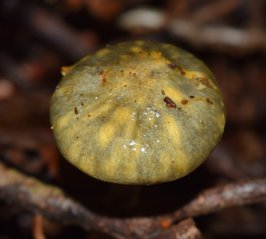 Cortinarius tessiae · October 2025 · photo: © davidwhyte (iNaturalist, cc-by-sa)
