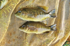 Tomocichla tuba