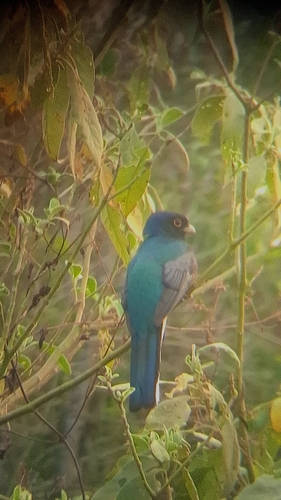 Surucua Trogon