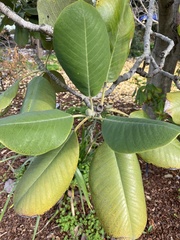 Magnolia sharpii