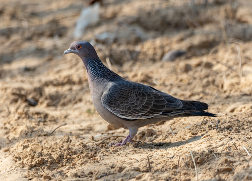 Southern Picazuró Pigeon