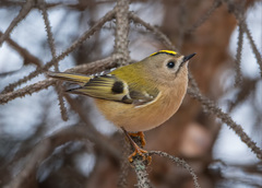 Regulus regulus