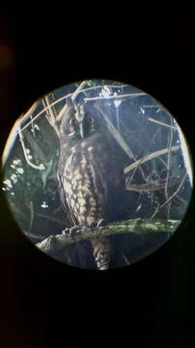 Stygian Owl