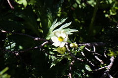 Anemonastrum zephyrum