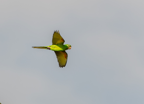 White-eyed Parakeet