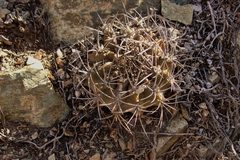 Eriosyce paucicostata