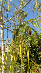 Sesbania grandiflora