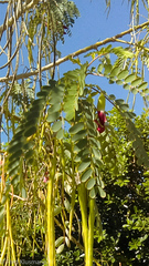Sesbania grandiflora