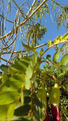 Sesbania grandiflora