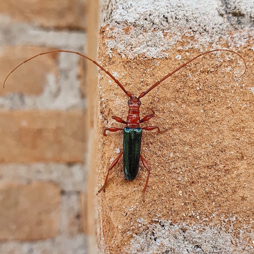 Alcyopis