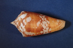 Conus amadis