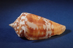 Conus amadis