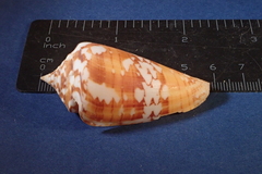 Conus amadis