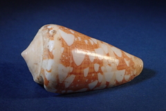 Conus ammiralis