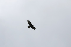 Buteo buteo rothschildi