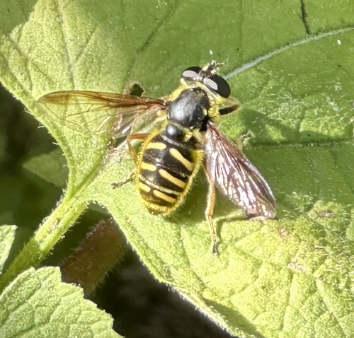 Unknown species found near Harrison St, Lynchburg, VA, US