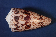 Conus araneosus image