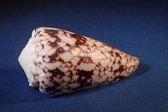 Conus araneosus nicobaricus
