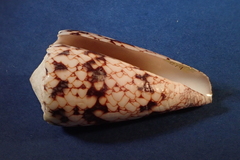 Conus araneosus nicobaricus