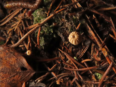 Marasmius wettsteinii