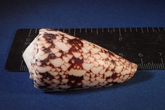 Conus araneosus nicobaricus