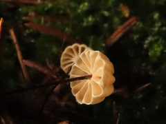 Marasmius wettsteinii