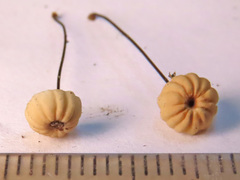Marasmius wettsteinii