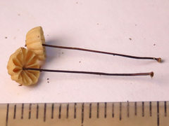 Marasmius wettsteinii