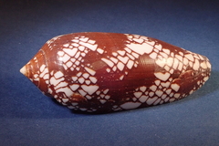 Conus aulicus