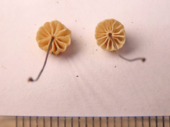 Marasmius wettsteinii