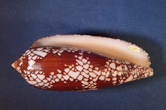 Conus aulicus