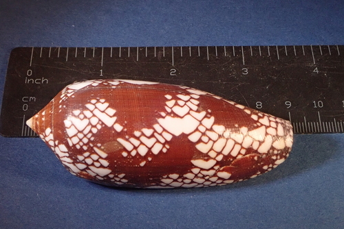 Princely Cone (Conus aulicus) · iNaturalist