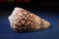 Conus bandanus