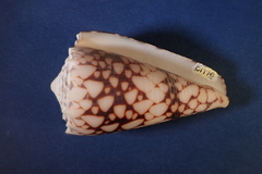 Conus bandanus