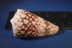 Conus bandanus