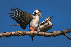 Syrian Woodpecker photo 3