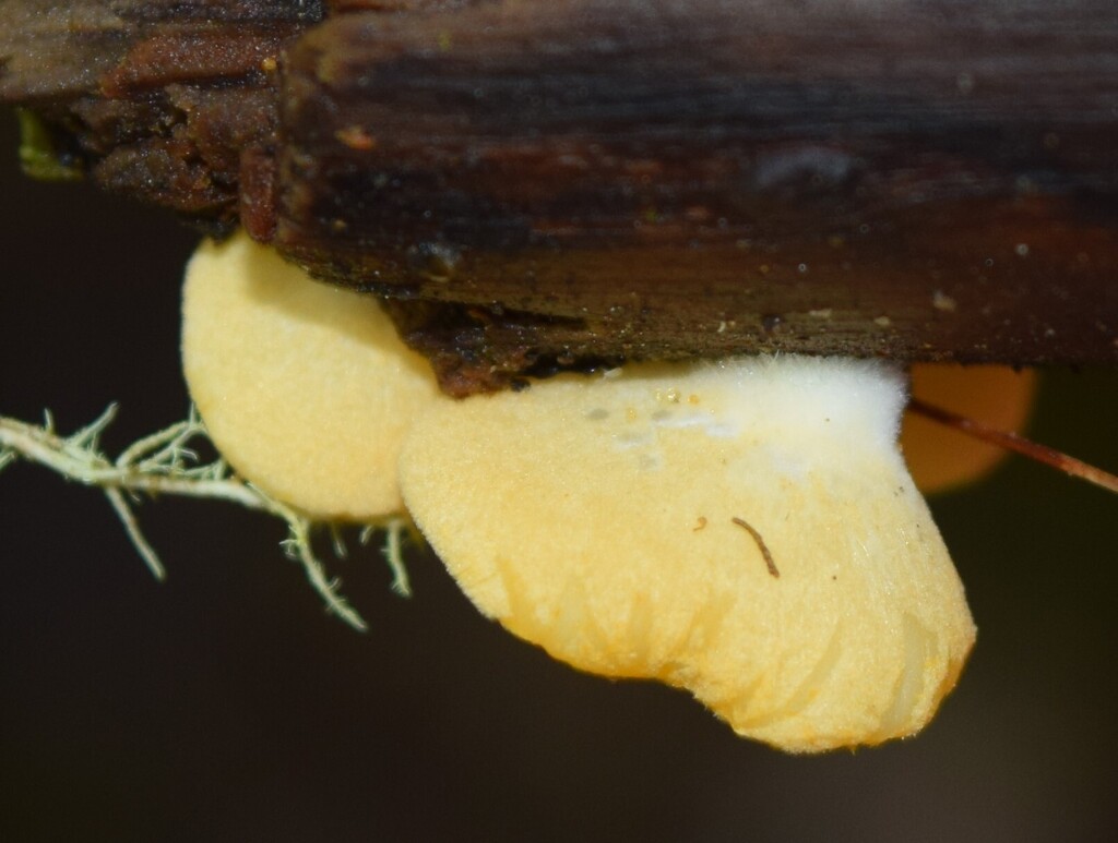 Crepidotus praecipuus · October 2025 · photo: © davidwhyte (iNaturalist, cc-by-sa)
