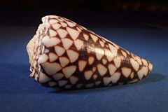 Conus bandanus