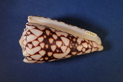 Conus bandanus