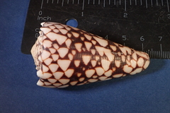 Conus bandanus