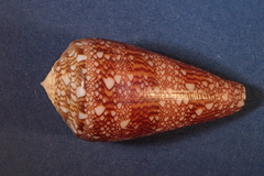 Image of Conus dalli
