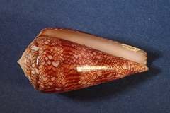 Conus dalli