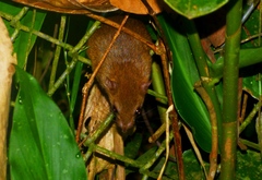 Oecomys bicolor