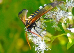 Isanthrene perboscii