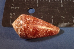 Conus dalli
