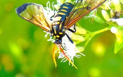 Isanthrene perboscii