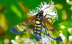 Isanthrene perboscii