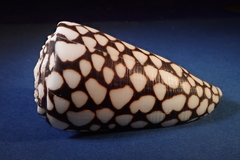 Conus marmoreus