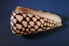 Conus marmoreus