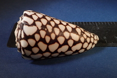 Conus marmoreus